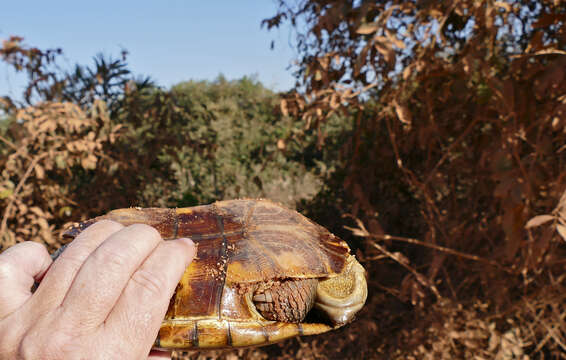 Imagem de Acanthochelys macrocephala (Rhodin, Mittermeier & Mcmorris 1984)