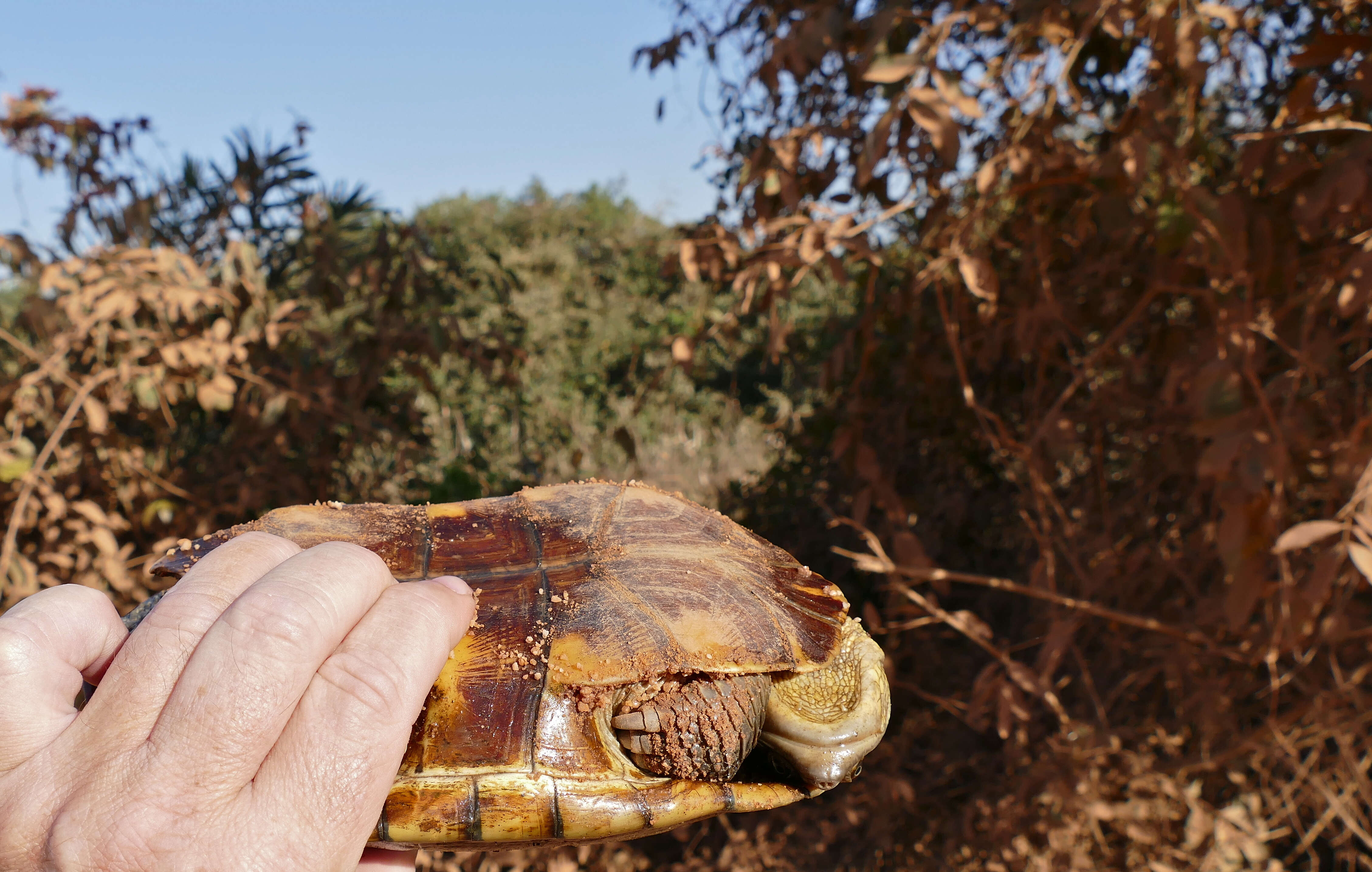 Imagem de Acanthochelys macrocephala (Rhodin, Mittermeier & Mcmorris 1984)