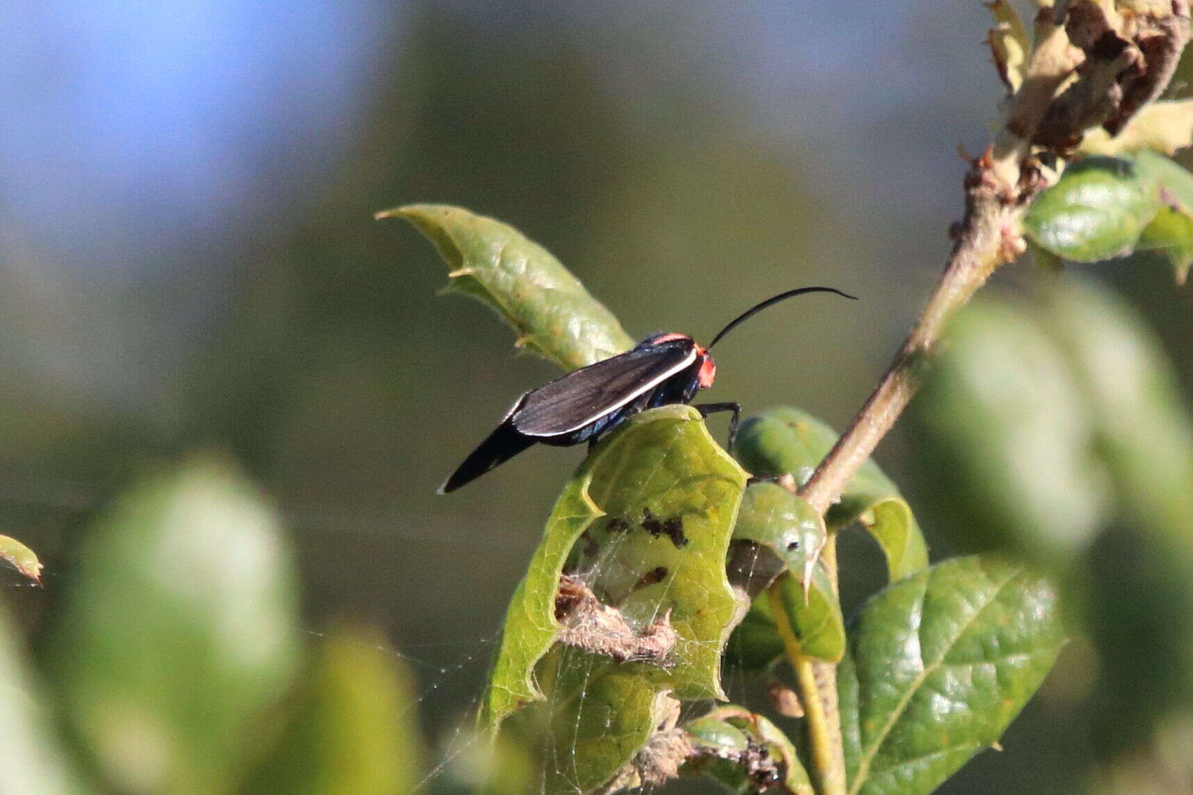 Image of Ctenucha multifaria Walker 1854