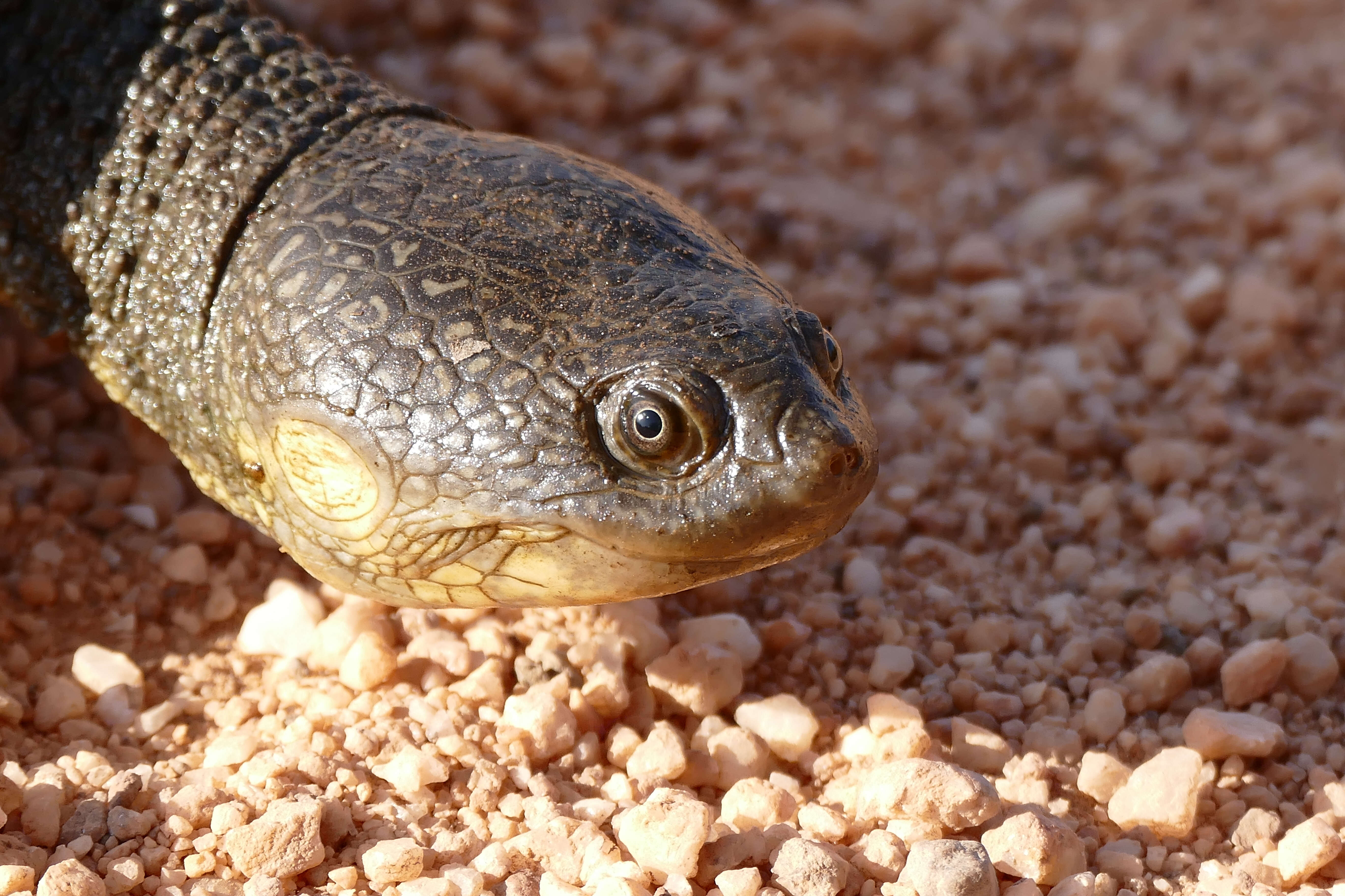 Imagem de Acanthochelys macrocephala (Rhodin, Mittermeier & Mcmorris 1984)