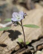 Image de Phacelia pringlei A. Gray