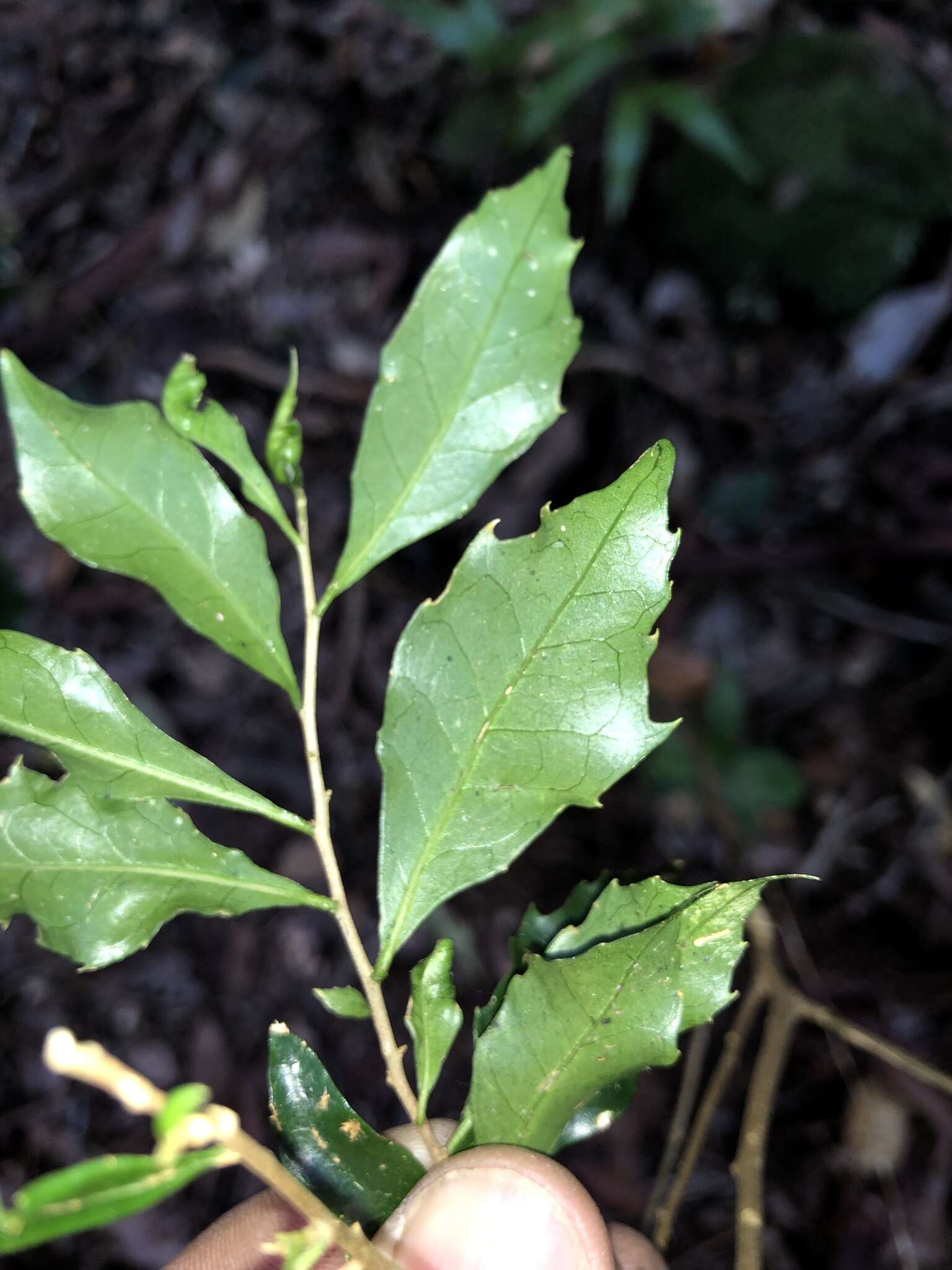 Image of Symplocos baeuerlenii R. T. Baker