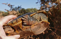 Imagem de Acanthochelys macrocephala (Rhodin, Mittermeier & Mcmorris 1984)