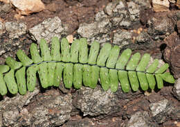 Image of blackstem spleenwort