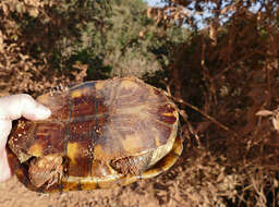 Imagem de Acanthochelys macrocephala (Rhodin, Mittermeier & Mcmorris 1984)