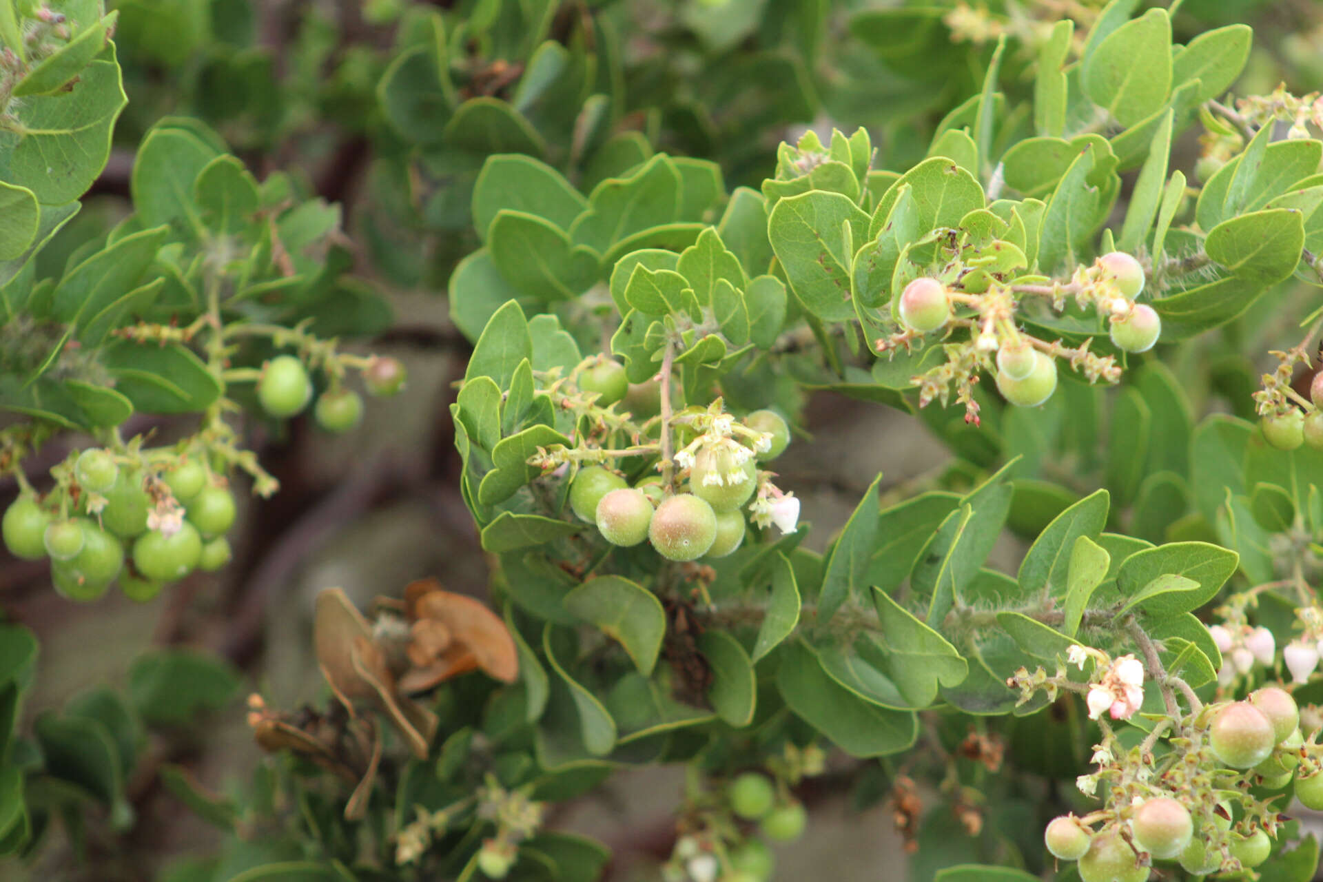 Image of Santa Catalina Island manzanita