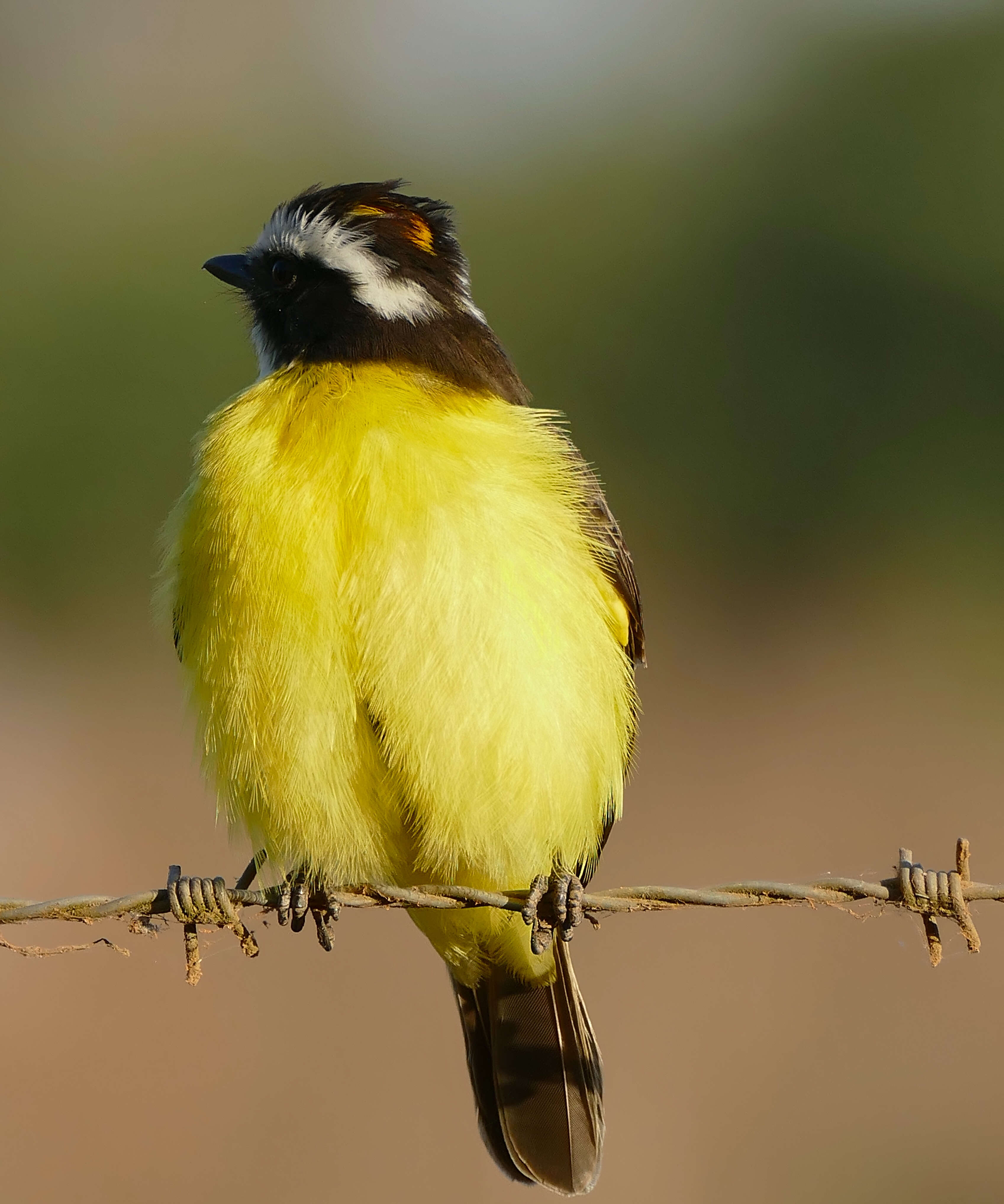 Image of Rusty-margined Flycatcher