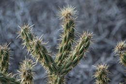 Imagem de Cylindropuntia acanthocarpa (Engelm. & J. M. Bigelow) F. M. Knuth