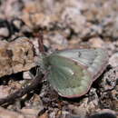 Image of Colias nastes dezhnevi Korshunov 1995