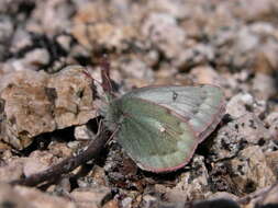 Image of Colias nastes dezhnevi Korshunov 1995