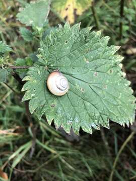 Image of Kentish gardensnail