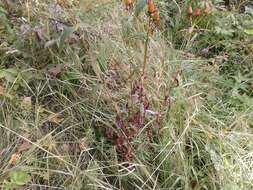 Image de Hypericum ascyron subsp. gebleri (Ledeb.) N. Robson