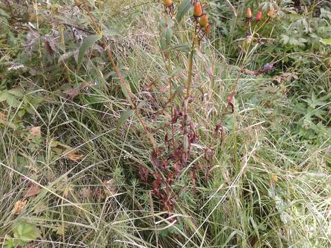 Image of Hypericum ascyron subsp. gebleri (Ledeb.) N. Robson