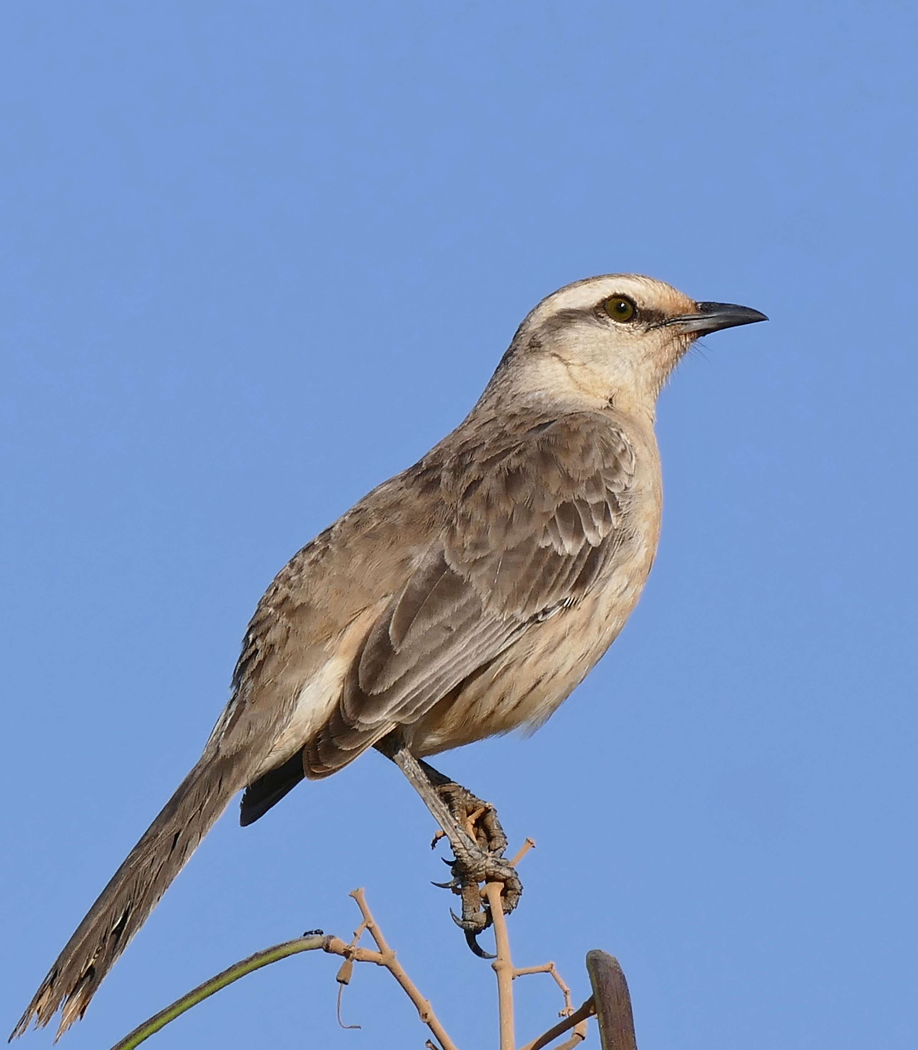 Image of Chalk-browed Mockingbird