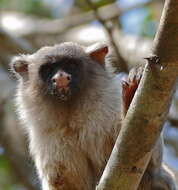 Image of Black-tailed Marmoset