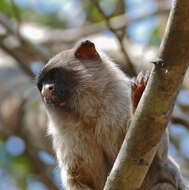 Image of Black-tailed Marmoset