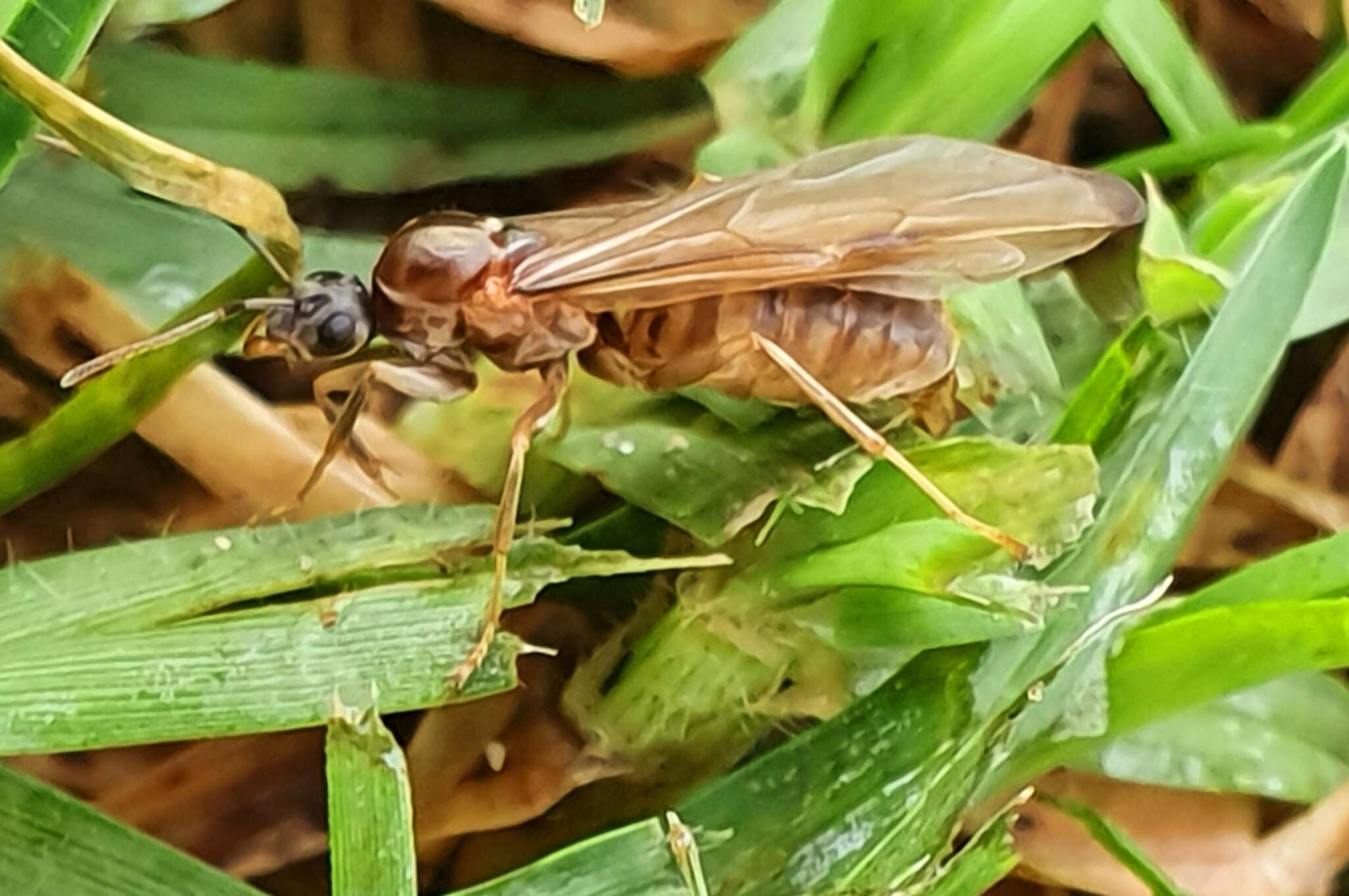 Anoplolepis nuptialis (Santschi 1917) resmi