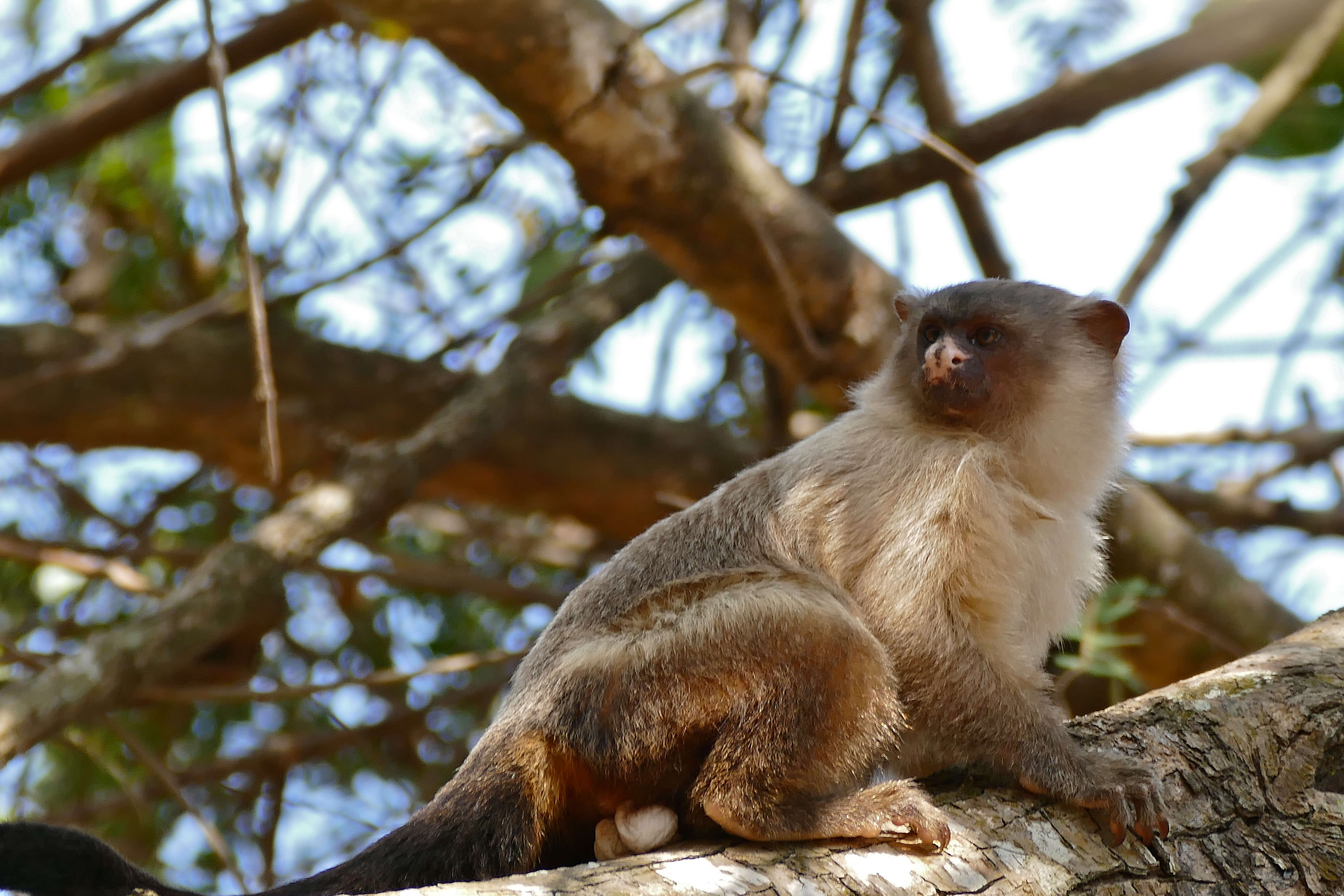 Image of Black-tailed Marmoset