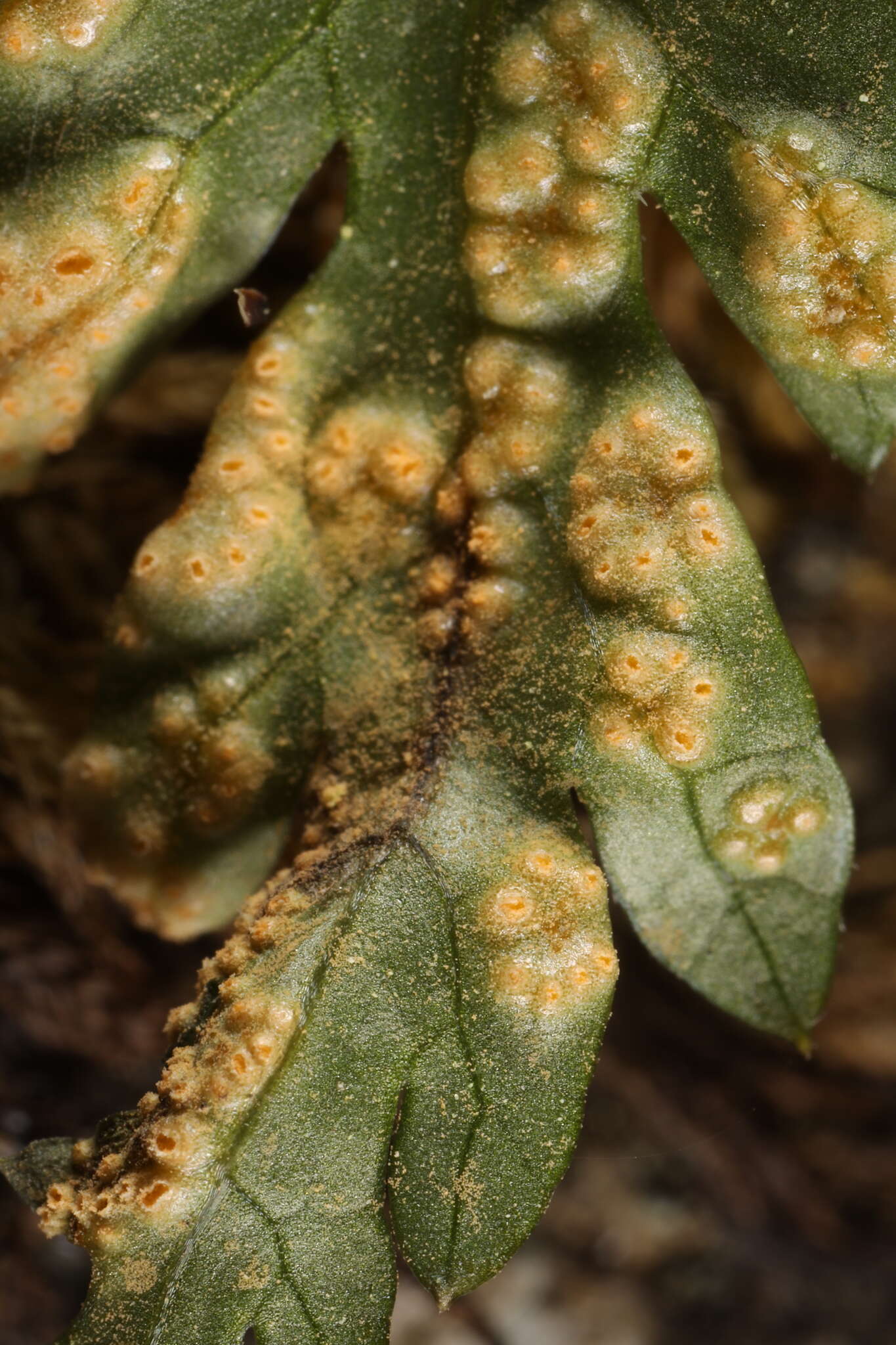 Image of Puccinia pimpinellae (F. Strauss) Link 1824
