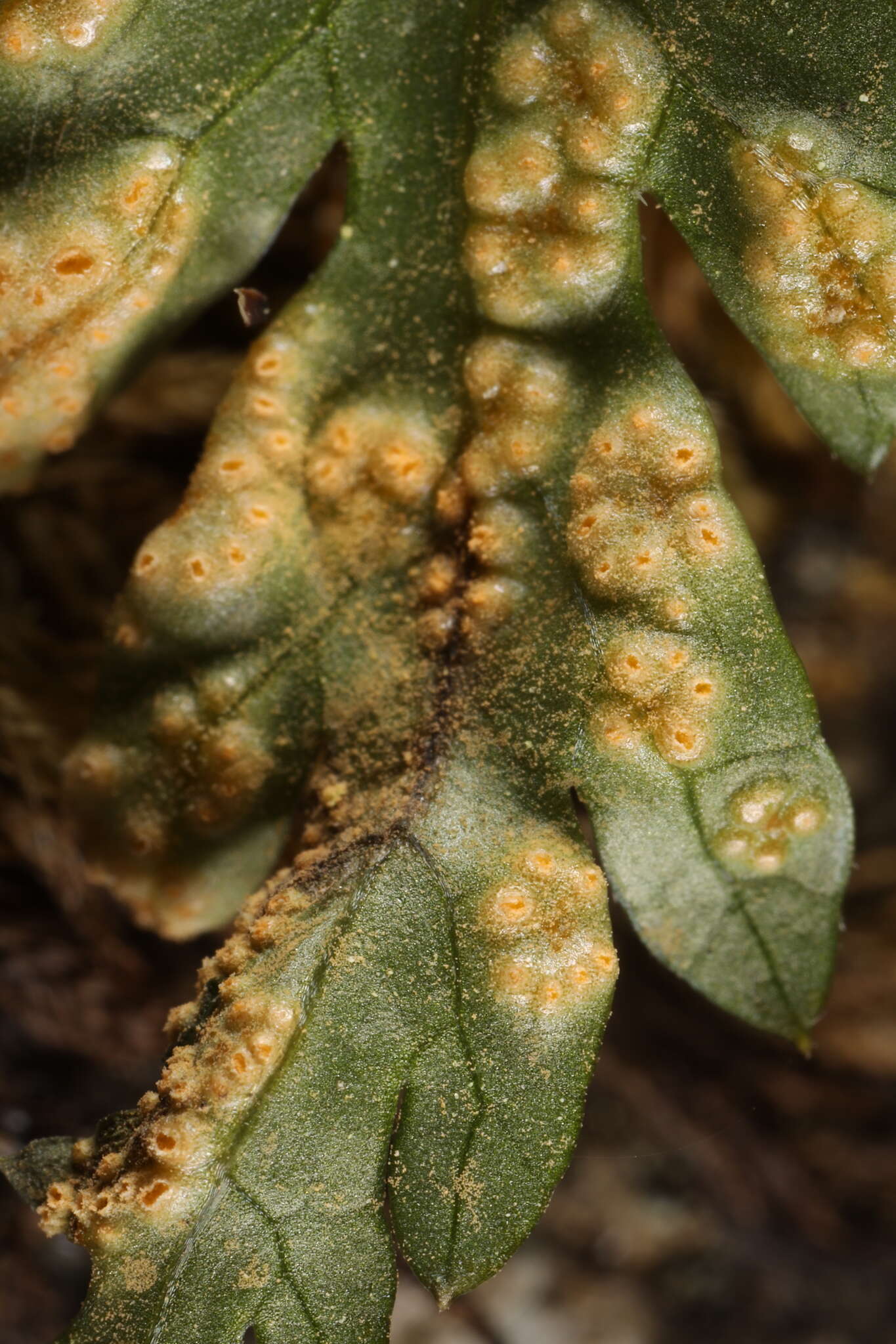 Puccinia pimpinellae (F. Strauss) Link 1824 resmi