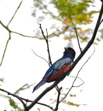 Image of Blue-crowned Trogon