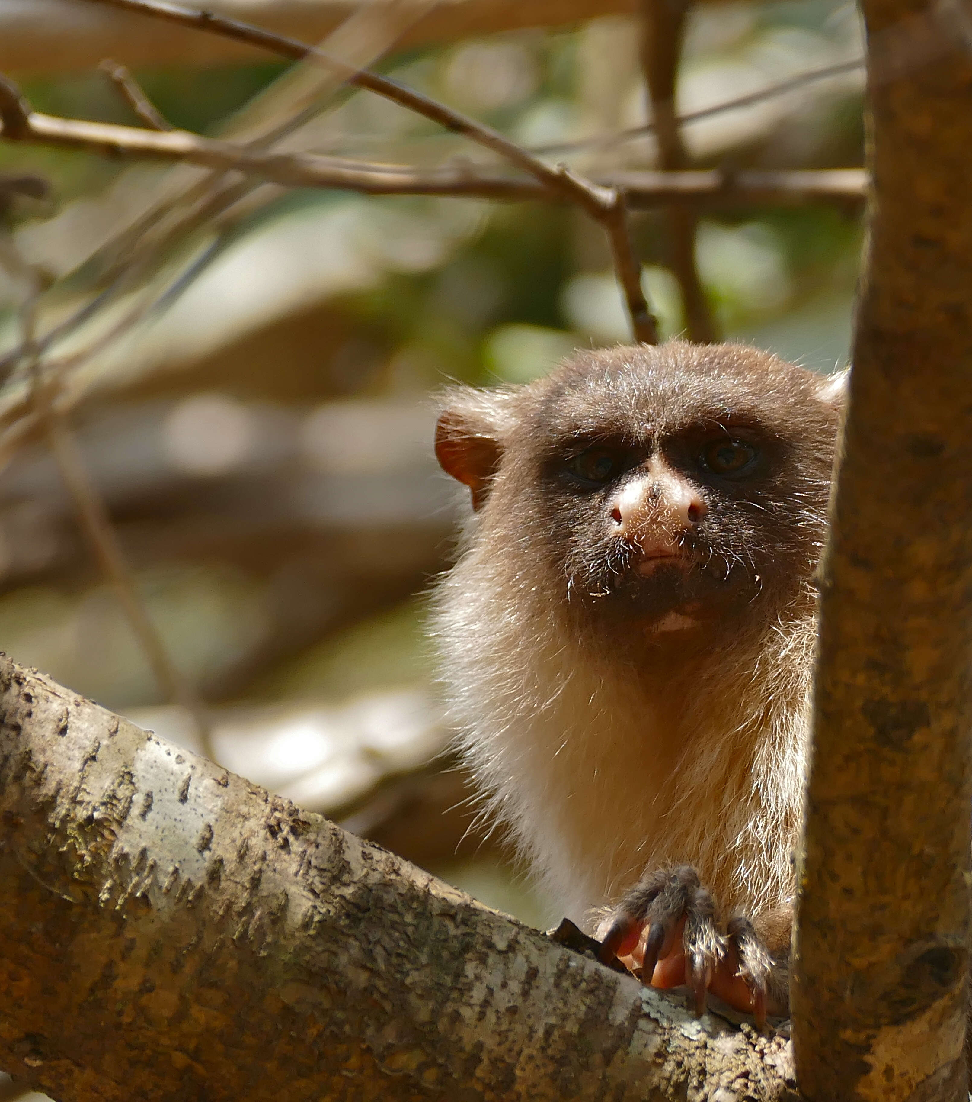 Image of Black-tailed Marmoset