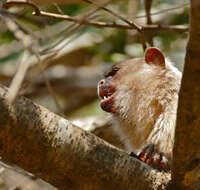 Image of Black-tailed Marmoset