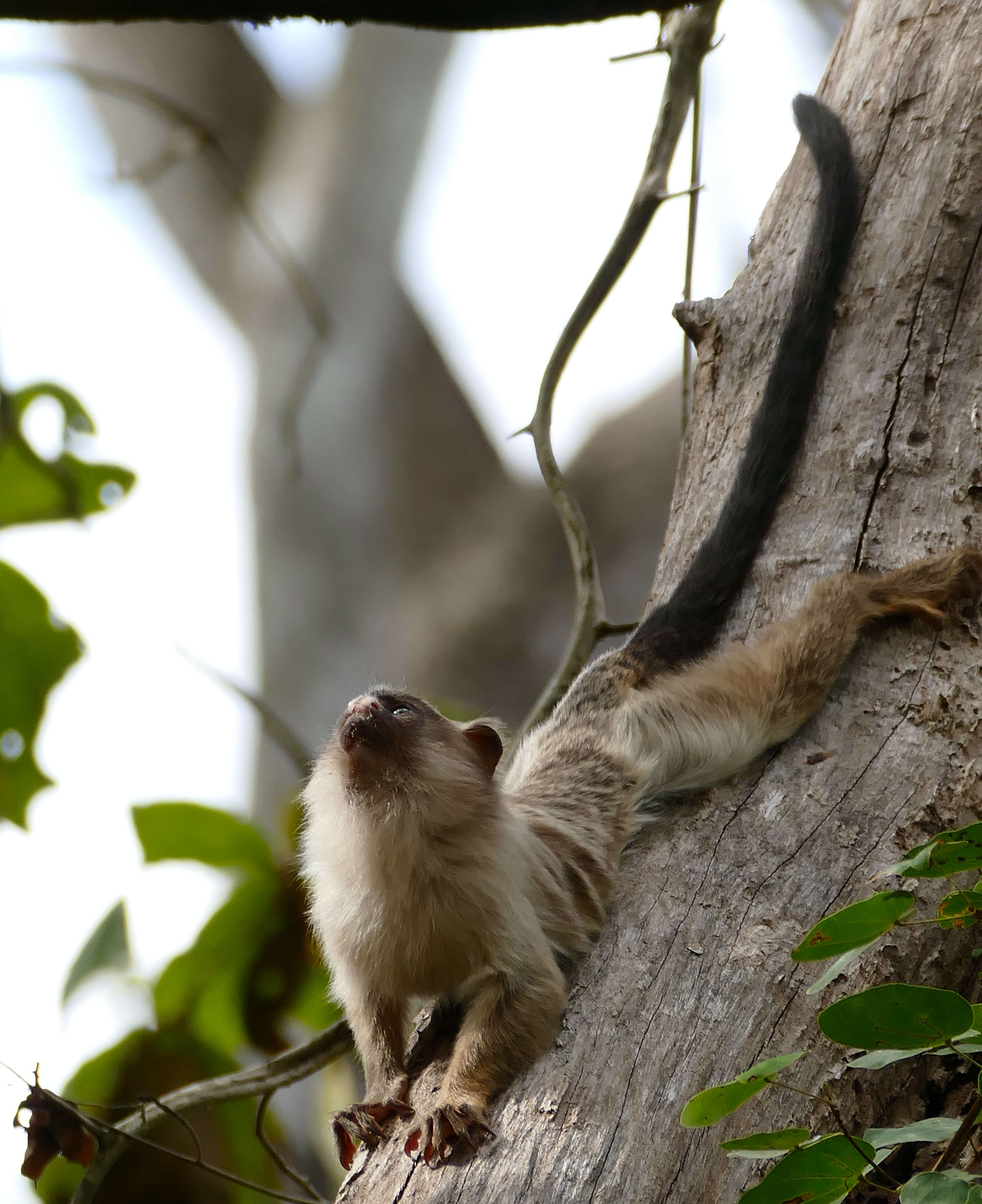 Image of Black-tailed Marmoset