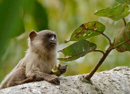 Image of Black-tailed Marmoset