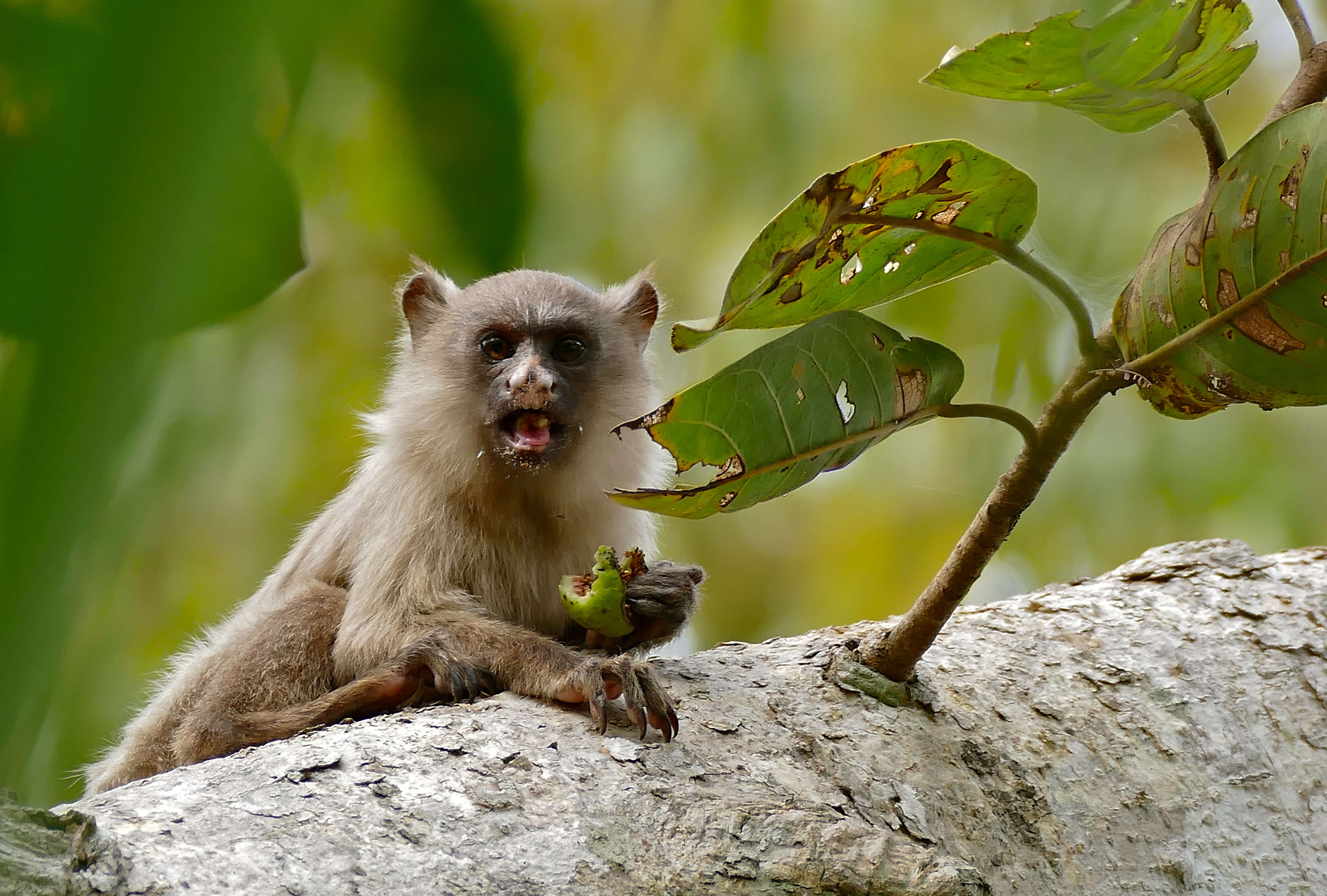 Image of Black-tailed Marmoset