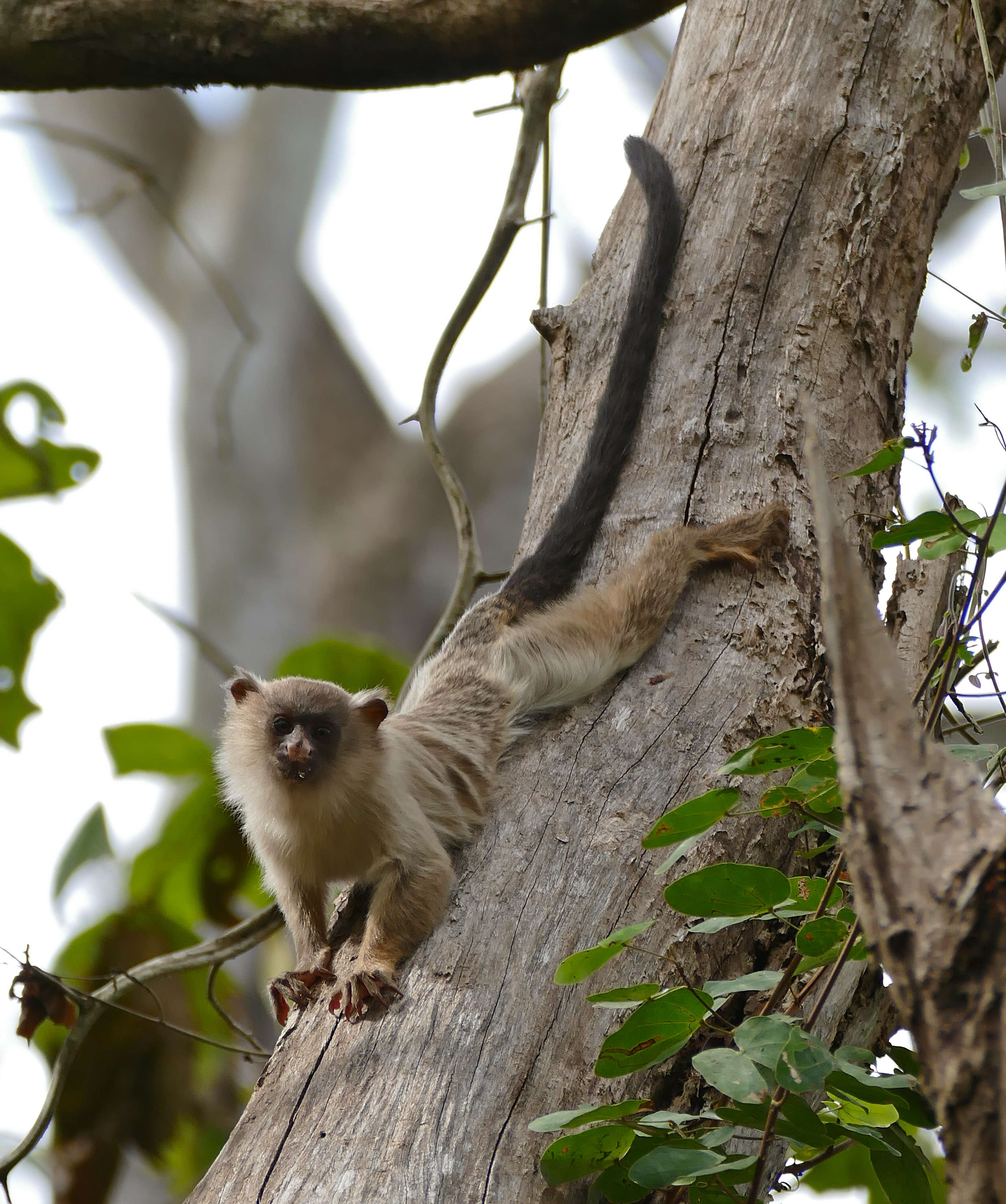 Image of Black-tailed Marmoset