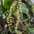 Sivun Claoxylon tenerifolium subsp. boreale P. I. Forst. kuva