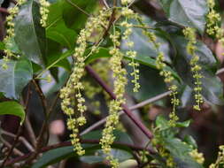 Image of Claoxylon tenerifolium subsp. boreale P. I. Forst.