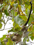 Image of Black-tailed Marmoset