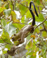 Image of Black-tailed Marmoset