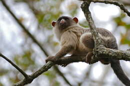 Image of Black-tailed Marmoset