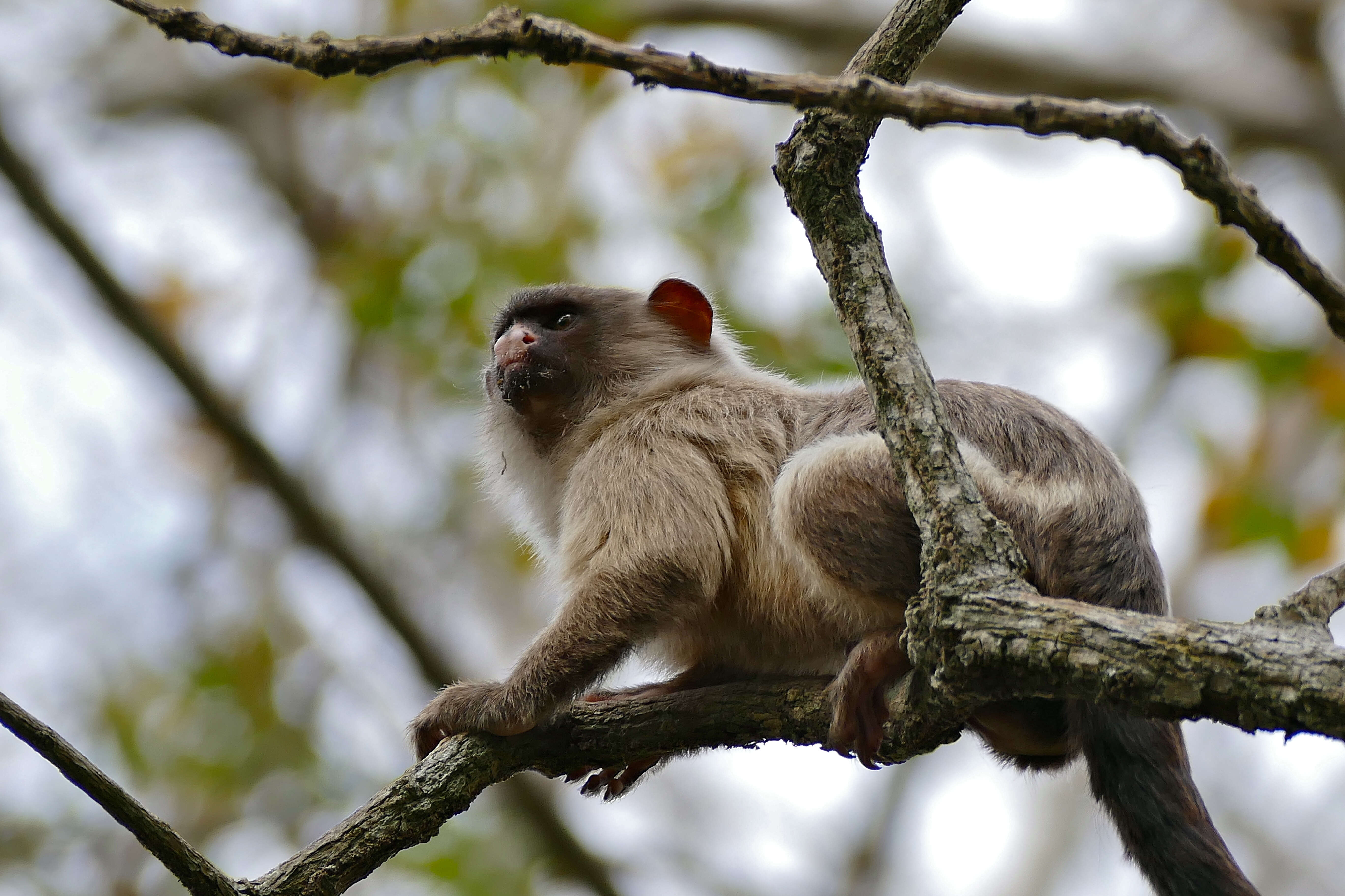 Image of Black-tailed Marmoset