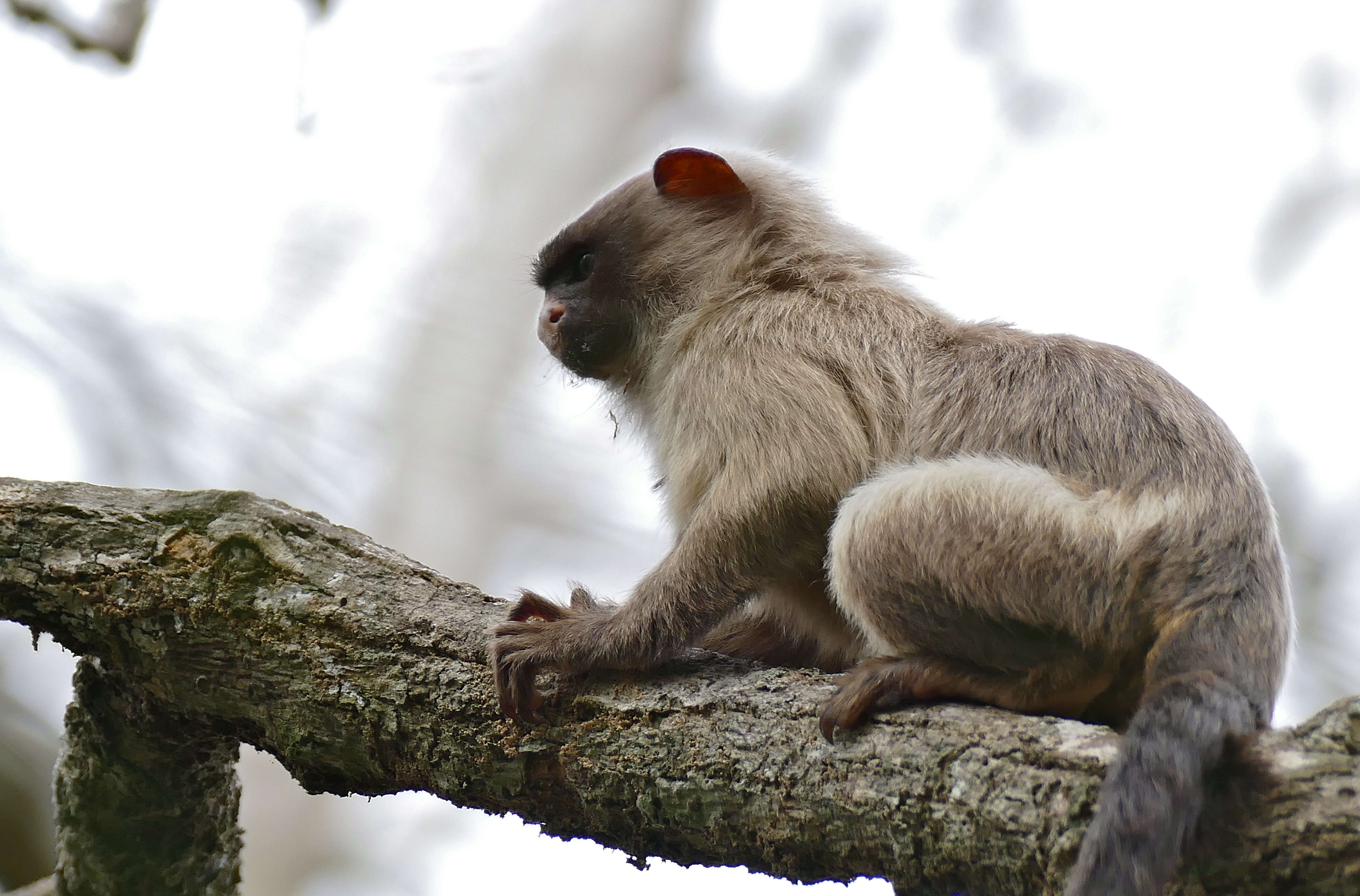 Image of Black-tailed Marmoset