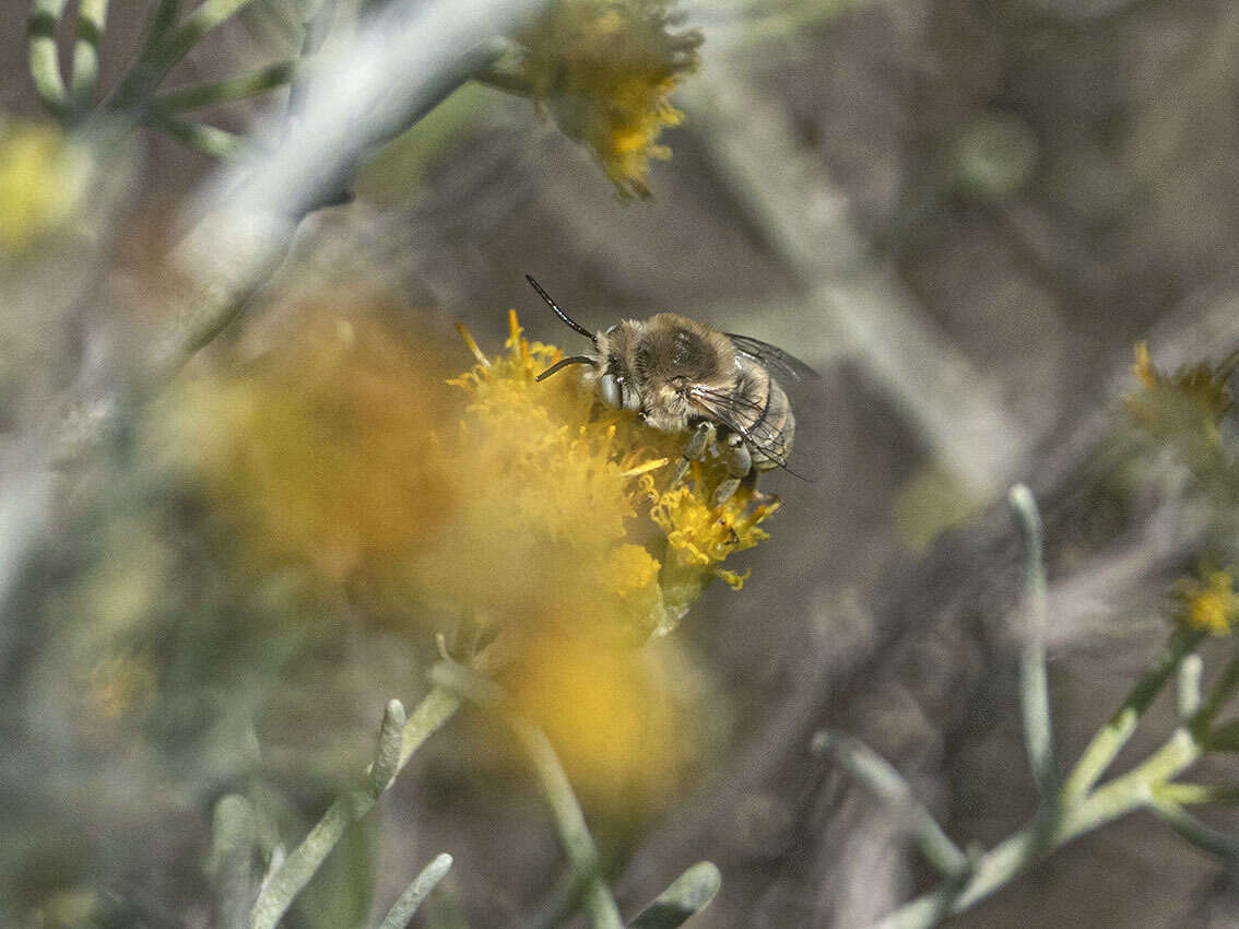 Imagem de Anthophora pulverosa Smith 1854