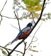 Image of Blue-crowned Trogon