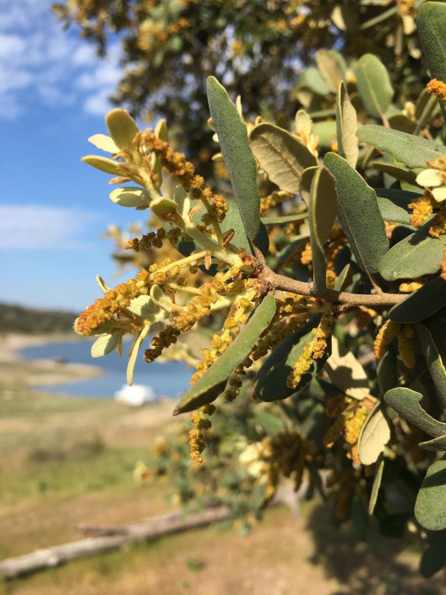 Image of Evergreen Oak