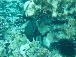 Image of Black Surgeonfish