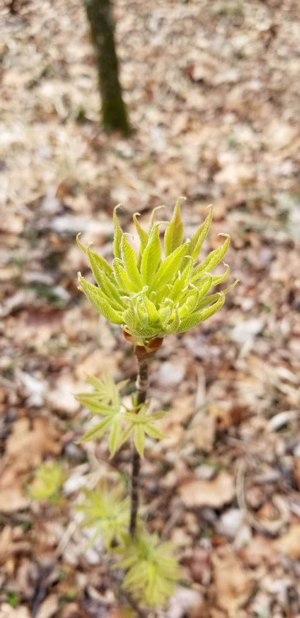 Imagem de Aesculus glabra var. glabra