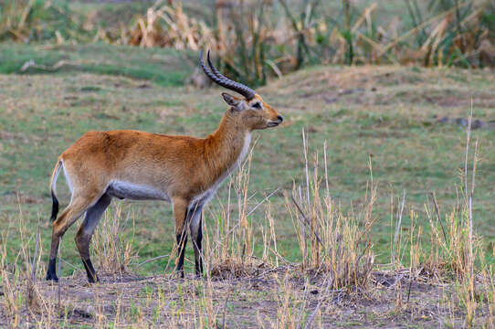 Image of Red Lechwe