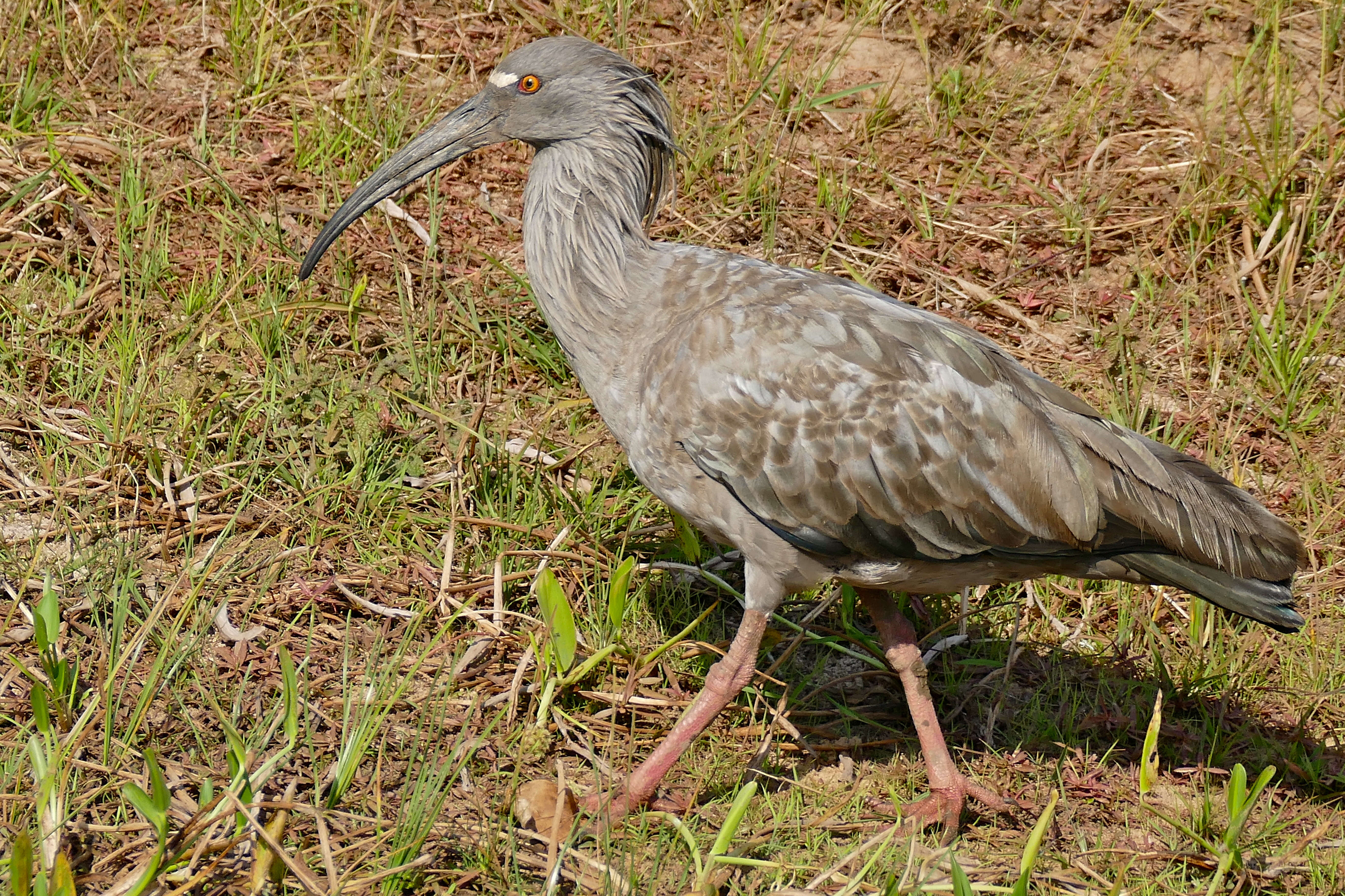 Image of Plumbeous Ibis