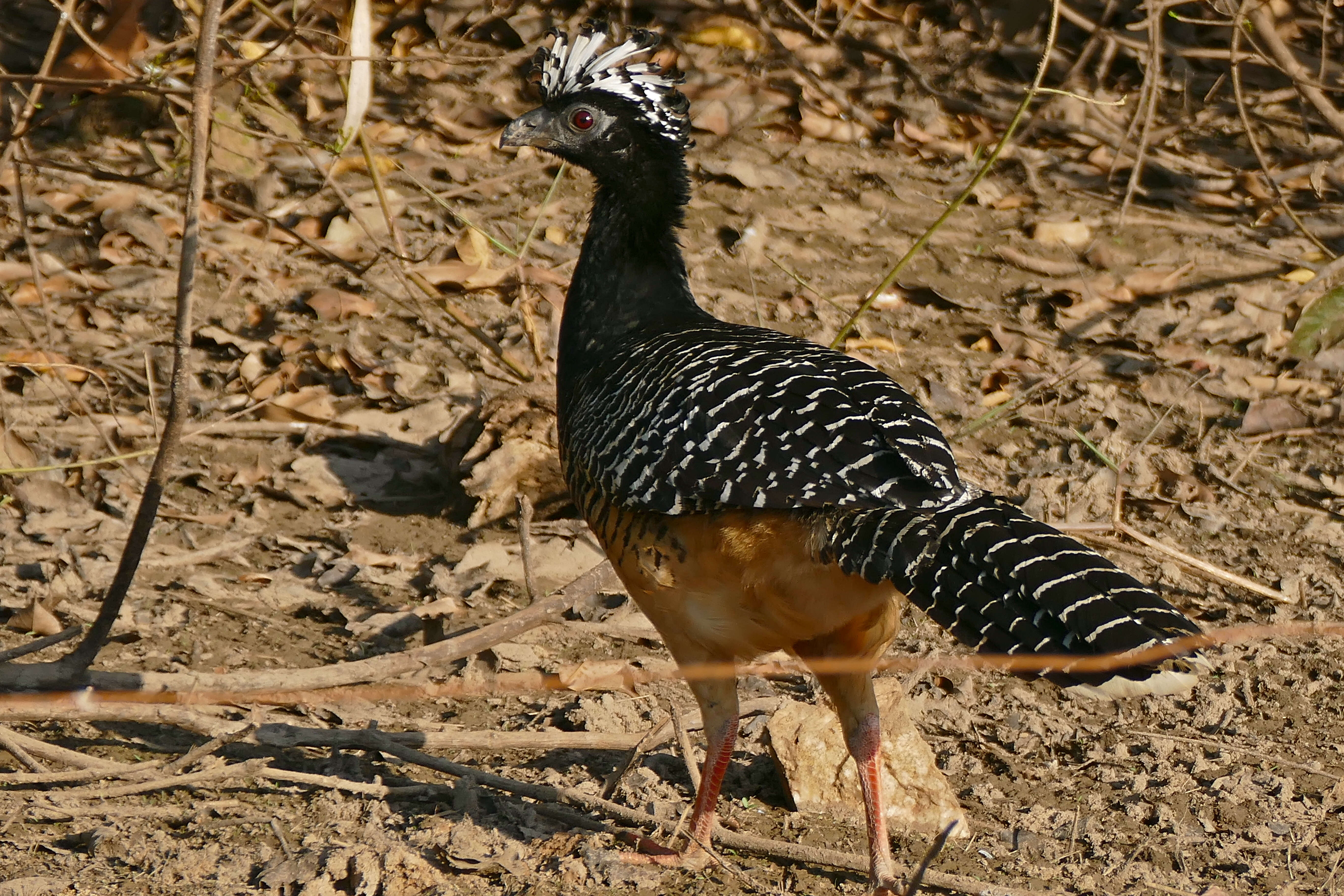 Image of Bare-faced Curassow