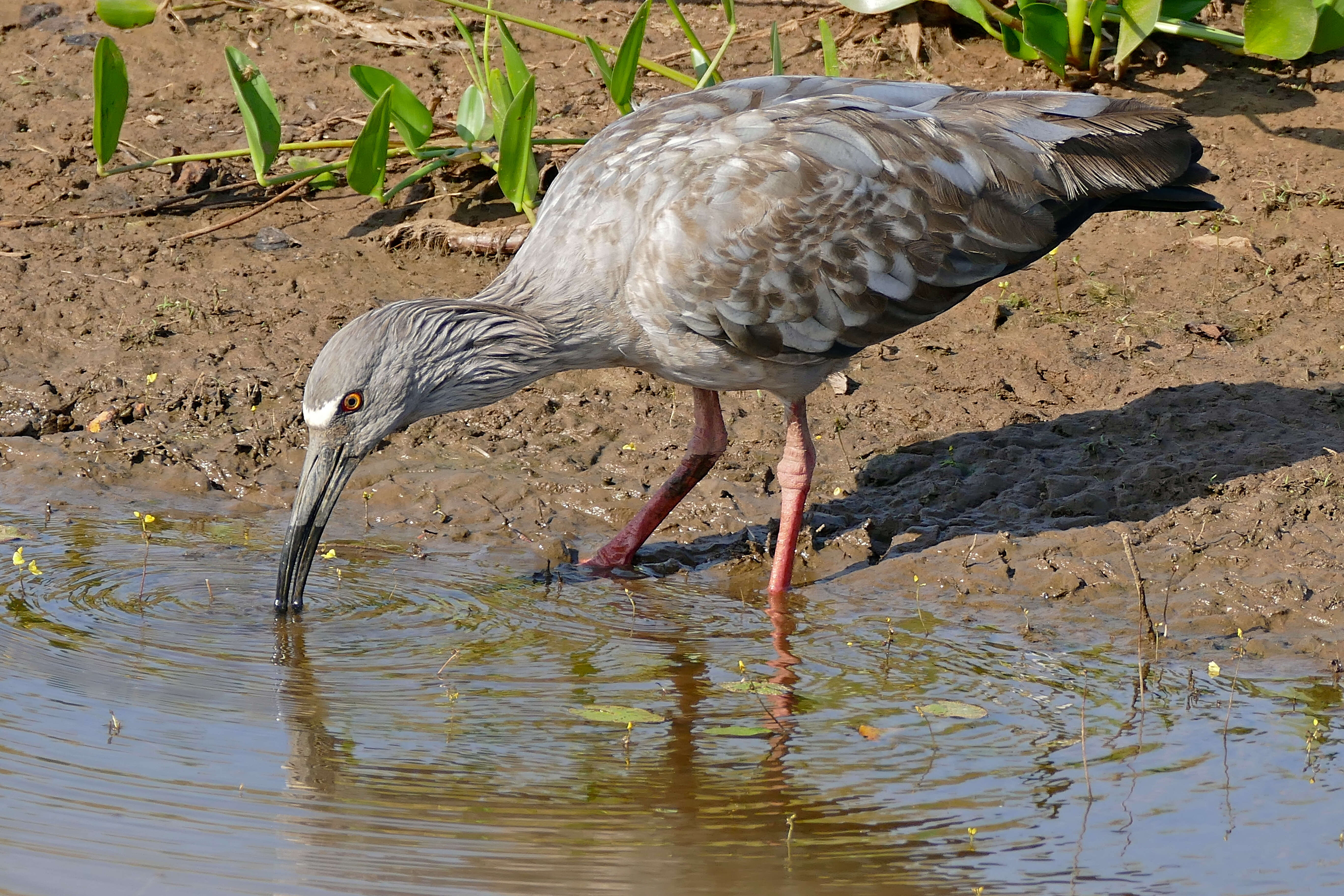 Image of Plumbeous Ibis