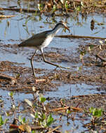 Image of Wattled Jacana