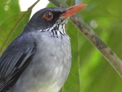 Image of Turdus plumbeus ardosiaceus Vieillot 1822