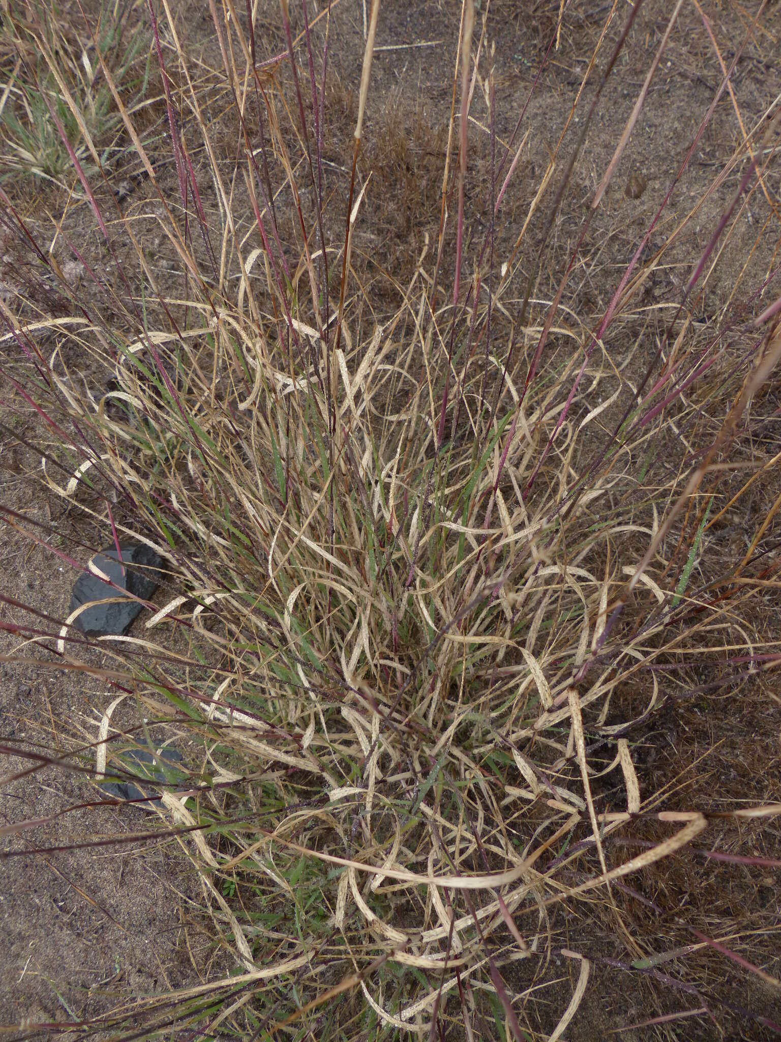 Image of purple sandgrass